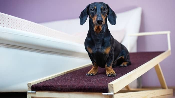 Are These Exercises To Strengthen Dachshund Back Muscles Enough To Prevent IVDD