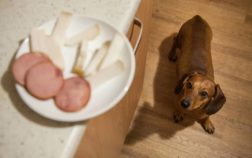 Best Raw Diet For Dachshunds Tips and Tricks