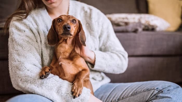 Calming A Fearful Dog