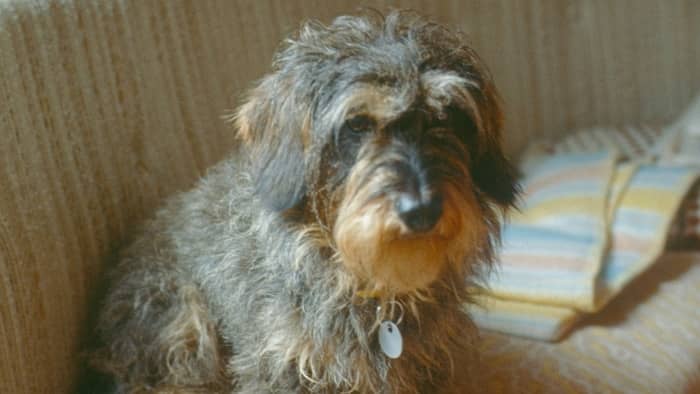 Can Gray Or Blue Dachshunds Only Be Of The Long Haired Variety