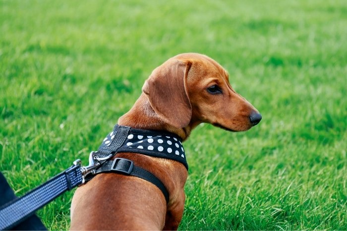 Collar Or Harness For Dachshund Dogs