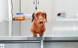 Dachshund Legs Turned Out – Why Does It Happen And What Does It Mean?