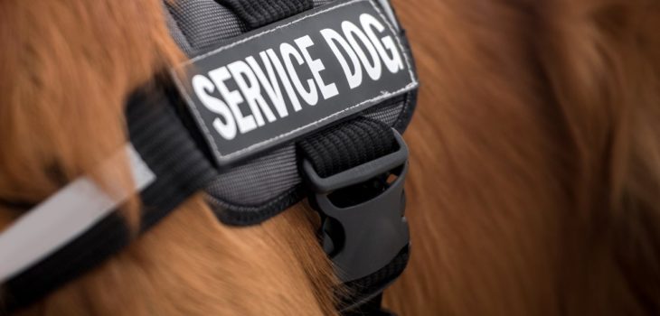 Dachshund Service Dog Vest – What Do They Look Like And How To Use Them?