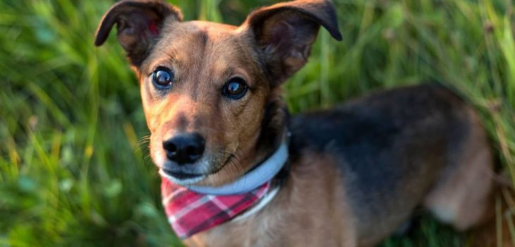 Dachshund Terrier Mix Life Expectancy And Everything Important About It