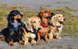 Dachshund Types And Colors And Why This Is One Of The Most Diverse Dog Breeds?
