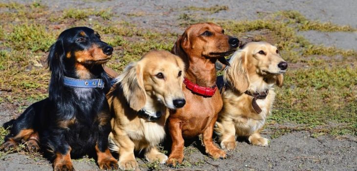 Dachshund Types And Colors And Why This Is One Of The Most Diverse Dog Breeds?