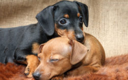 Dachshund and Min Pin Mix and All Its Awesome Peculiarities