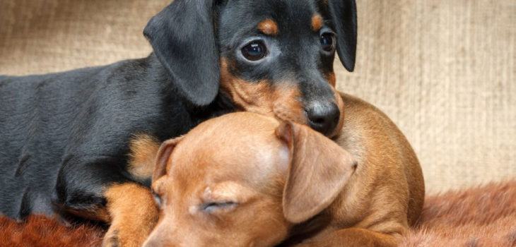 Dachshund and Min Pin Mix and All Its Awesome Peculiarities