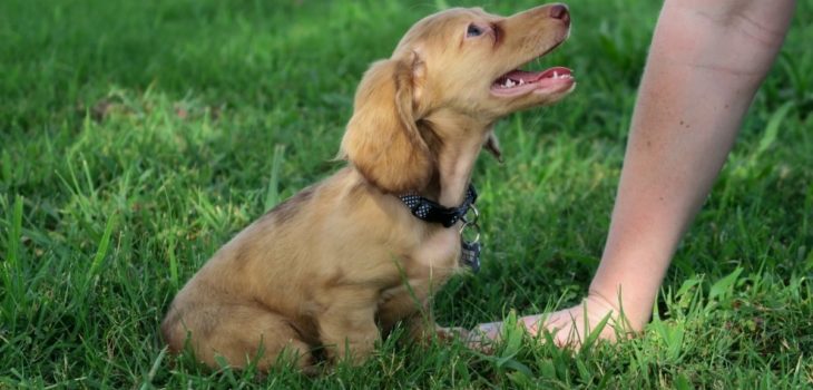 Dapple Dachshund Puppies Price And How It Is Determined