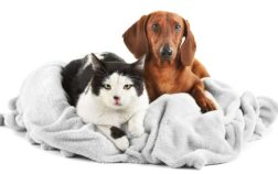 Do Dachshunds Like Cats Or Is This Pet Combo Impossible?