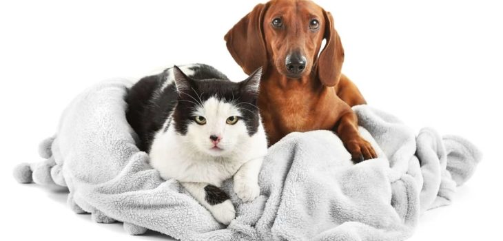 Do Dachshunds Like Cats Or Is This Pet Combo Impossible?