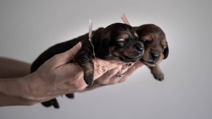 Do Long Haired Dachshund Puppies Look Different From Other Doxies