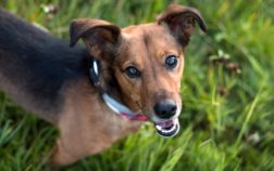 Expected Lifespan Of Dachshund Mix Dogs And What Plays Into It