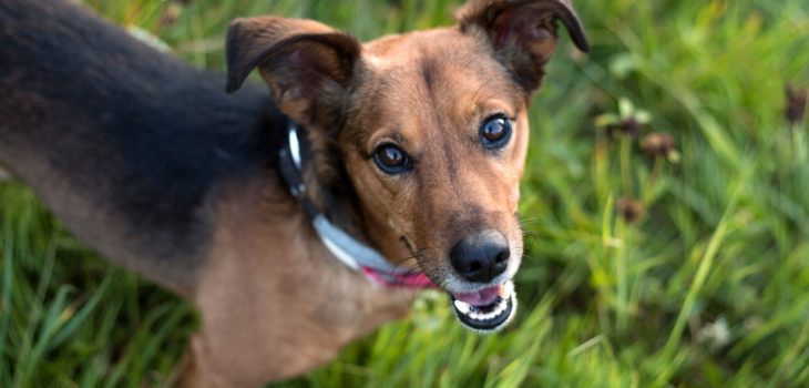 Expected Lifespan Of Dachshund Mix Dogs And What Plays Into It