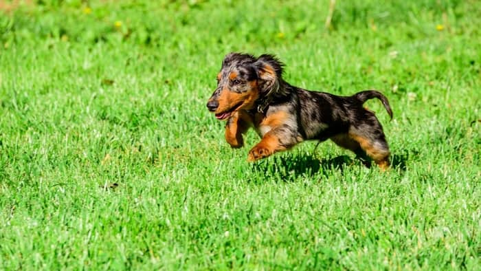 Give your dachshund plenty of exercise and playtime before you go out