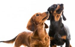 How Big Are Miniature Dachshunds And Why That’s Important