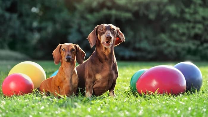 How Big Are Miniature Dachshunds