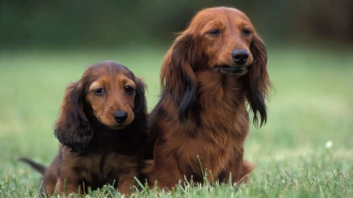 How Can You Tell If A Dachshund Puppy Is Going To Grow Up With Long Or Short (Smooth) Coat