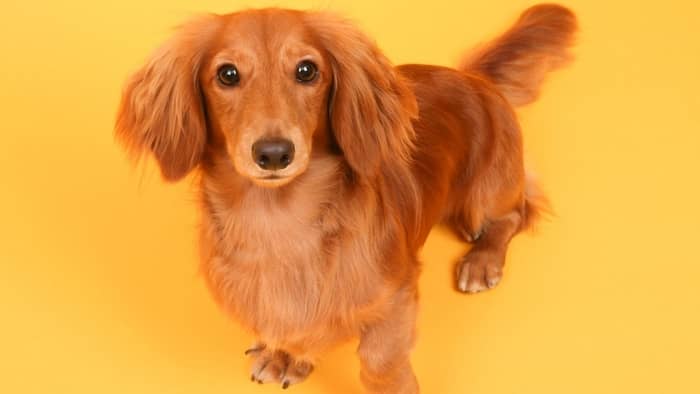 How Do The English Or Irish Cream Miniature Dachshund Compare To The American Cream Dachshund