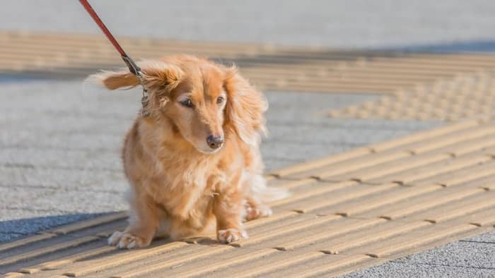 How Does The Irish Cream Miniature Dachshund Compare To English Cream Dachshunds