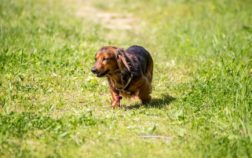 How Far Can Dachshunds Walk Before Getting Exhausted?