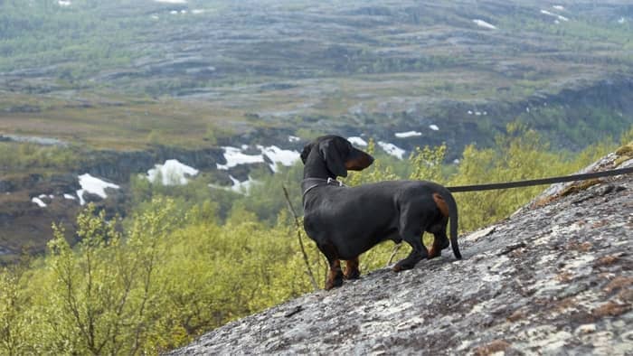 How Far Can Dachshunds Walk