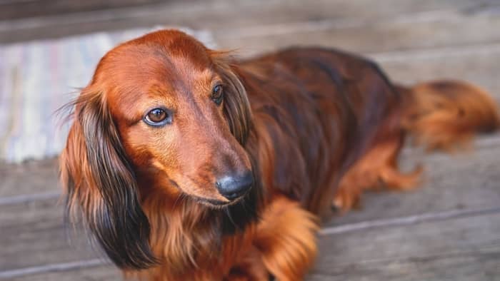 How Is The Long Haired Dachshund Personality Different From Other Doxie Coat Types