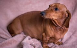How Long Are Dachshunds Pregnant For And What Are The 7 Stages Of The Pregnancy?