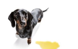 How Long Does It Take To Potty Train A Dachshund And How Can You Make It Faster?