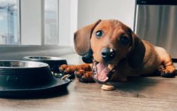 How Many Times A Day Should I Feed My Dachshund?