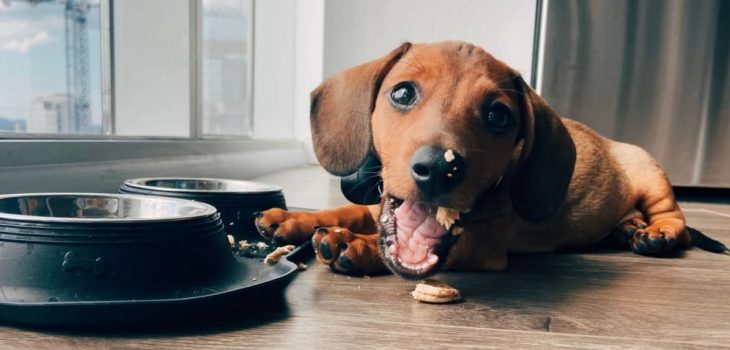 How Many Times A Day Should I Feed My Dachshund?