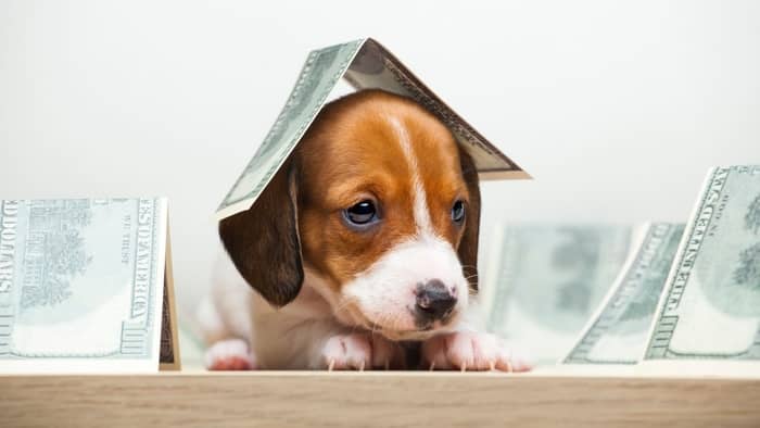 How Much Is The Standard Pet Insurance For Dachshunds