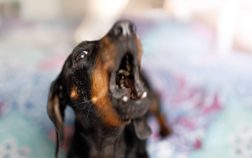 How To Get A Dachshund To Stop Barking – 5 Ways Depending On The Situation