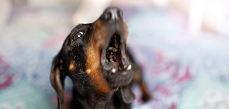 How To Get A Dachshund To Stop Barking – 5 Ways Depending On The Situation