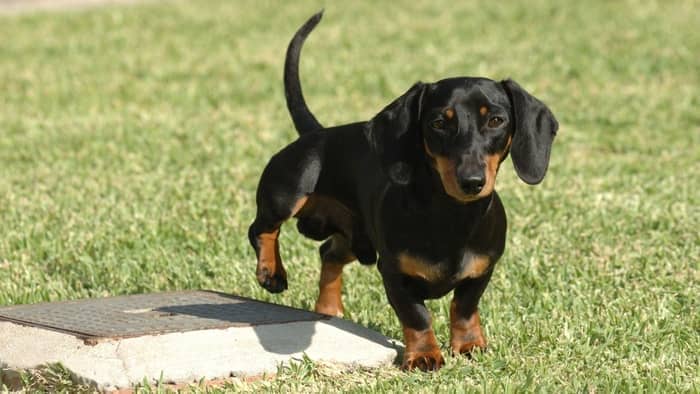 How To Housebreak A Dachshund