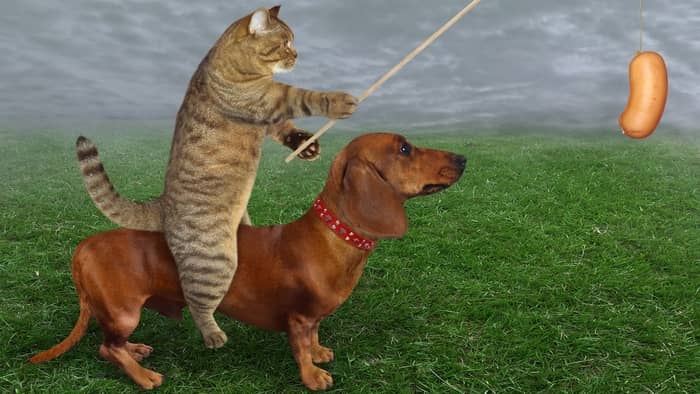 Is It Easier To Get Your Dachshund A Cat Or Your Cat – A Dachshund?