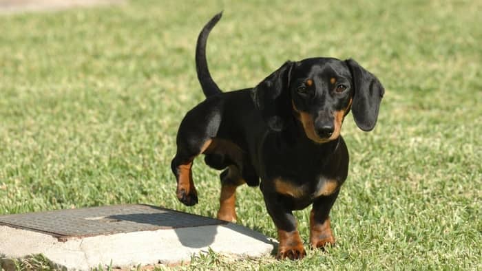 How To Potty Train A Dachshund