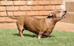 Is My Dachshund Overweight – 5 Ways To Figure Out If Your Dog Is Too Fat
