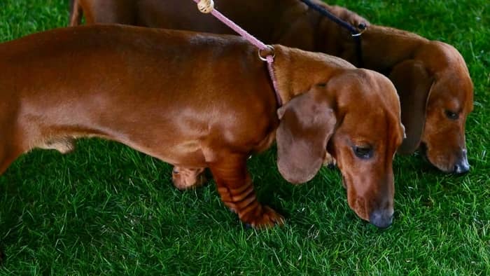 Is The Dachshund Sense Of Smell Really That Strong