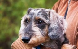 Is The Wire-Haired Dachshund Hypoallergenic?