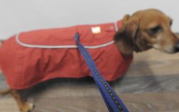 Jacket For Miniature Dachshund – Here Are 7 Excellent Options
