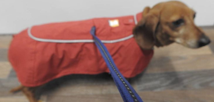 Jacket For Miniature Dachshund – Here Are 7 Excellent Options