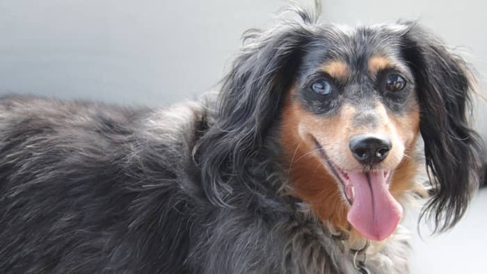 Long Haired Blue Merle Dachshund - Types Of Colors