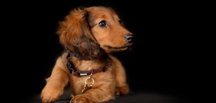 Long Haired Dachshund Puppies And Everything You Need To Know About Them