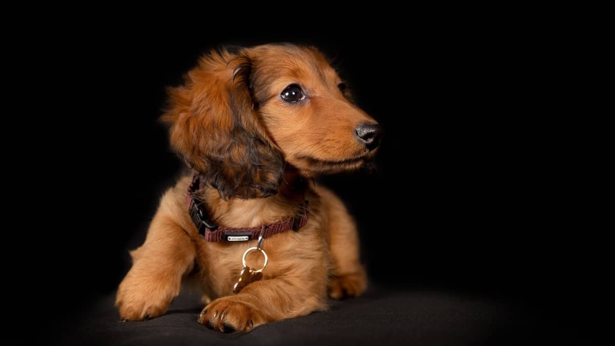 Long Haired Dachshund Puppies And Everything You Need To Know About Them -  Sweet Dachshunds