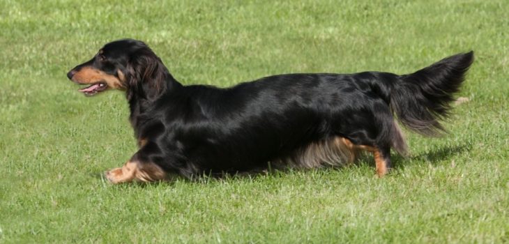 Long Haired Dachshund Tail – What Should It Look Like, Is It Curved, And Should You Dock It?