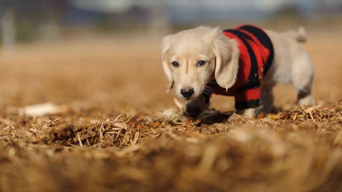 Mini Dachshund Chest Size and Clothes