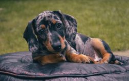 Mini Dapple Dachshund Price And Why Are These Dogs More Expensive?