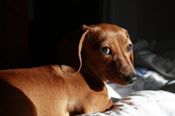 Miniature Dachshund Dogs 101 - Barking Is Not A Problem