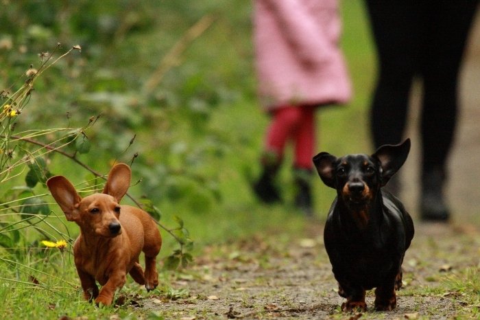Miniature Dachshund Dogs 101 - Size